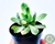 SUCULENTA AEONIUM CASTELLO PAIVAE VARIEGATA POTE 6 - comprar online