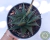 HAWORTHIA LIMIFOLIA VAR. SPIRALIS POTE 11
