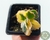 SUCULENTA KALANCHOE FEDTSCHENKOI VARIEGATA POTE 7 - comprar online