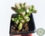 SUCULENTA GRAPTOPETALUM MENDONZAE POTE 7