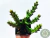 ORBEA VARIEGATA POTE 7 - Paraíso das Suculentas I As mais lindas suculentas para sua coleção!