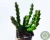 ORBEA VARIEGATA POTE 7 na internet