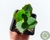 SUCULENTA KALANCHOE FEDTSCHENKOI F. COMPACTA POTE 7 - comprar online