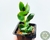 SUCULENTA KALANCHOE FEDTSCHENKOI F. COMPACTA POTE 7