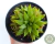 HAWORTHIA RETUSA VAR. TURGIDA CAESPITOSA POTE 11 - comprar online