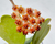 SUCULENTA HOYA KERRY "FLOR DE CERA" CUIA 13