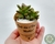 Imagem do LEMBRANCINHA DE SUCULENTA EM VASO PLÁSTICO COM RÓTULO PERSONALIZADO "MODELO 03"