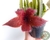 STAPELIA HIRSUTA FLOR VERMELHA "CACTO ESTRELA" POTE 11 na internet