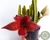 STAPELIA HIRSUTA FLOR VERMELHA "CACTO ESTRELA" POTE 11 - comprar online