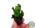 SUCULENTA CRASSULA OVATA GOLLUM "ORELHA DE SCHRECK" POTE 6 na internet