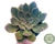 SUCULENTA ECHEVERIA ROSULARIS POTE 11 - comprar online