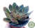 SUCULENTA ECHEVERIA ROSULARIS POTE 11