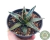AGAVE VITORIA REGINAE POTE 11 - comprar online