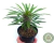 PACHYPODIUM LAMEREI "PALMEIRA DE MADAGASCAR" POTE 11