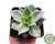 SUCULENTA ECHEVERIA MADIBA POTE 7 na internet