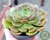ECHEVERIA BROWN ROSE POTE 11 na internet
