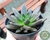 SUCULENTA ECHEVERIA HOT CHOCOLATE POTE 9 - comprar online