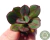 ECHEVERIA NODULOSA PAINTED BEAUTY POTE 6