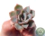 ECHEVERIA ÓRION POTE 6