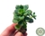SUCULENTA ECHEVERIA TENCHO ACQUA BLANCA PLUG - comprar online