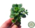 ECHEVERIA TENCHO ACQUA BLANCA POTE 6 - comprar online