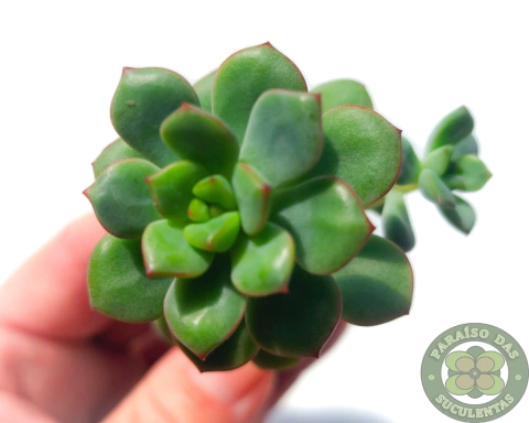 ECHEVERIA TENCHO ACQUA BLANCA POTE 6