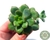 SUCULENTA ECHEVERIA TENCHO ACQUA BLANCA PLUG