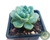 SUCULENTA ECHEVERIA ELEGANS VAR. KESSELRINGII POTE 7 na internet