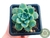 SUCULENTA ECHEVERIA ELEGANS VAR. KESSELRINGII POTE 7 - Paraíso das Suculentas I As mais lindas suculentas para sua coleção!