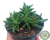 SUCULENTA FAUCARIA PAUCIDENS POTE 9