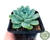 SUCULENTA ECHEVERIA ELEGANS VAR. KESSELRINGII POTE 7