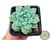 SUCULENTA ECHEVERIA ELEGANS VAR. KESSELRINGII POTE 7 - comprar online