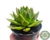 SUCULENTA ECHEVERIA AGAVOIDES ESTRELA POTE 11 - comprar online