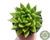 SUCULENTA ECHEVERIA AGAVOIDES ESTRELA POTE 11