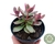 CRASSULA MONEY MAKER VARIEGATA POTE 11 - comprar online