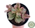 CRASSULA MONEY MAKER VARIEGATA POTE 11