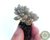 SUCULENTA GRAPTOPETALUM MIRINAE PLUG - comprar online