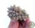 SUCULENTA GRAPTOPETALUM MIRINAE PLUG