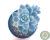ECHEVERIA ALBICANS VARIEGATA POTE 9 - loja online
