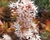 Imagem do SUCULENTA SEDUM NUSSBAUMERIANUM PLUG