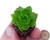 SUCULENTA XSEDEVERIA LETIZIA PLUG