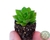 SUCULENTA XSEDEVERIA LETIZIA PLUG - comprar online