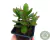 CRASSULA MONEY MAKER POTE 7