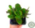CRASSULA MONEY MAKER POTE 7 - comprar online