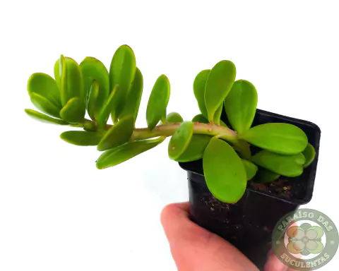 SENECIO JACOBSENII "JADE PENDENTE" POTE 7