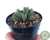 SUCULENTA FRITHIA PULCHRA POTE 7