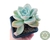 SUCULENTA GRAPTOVERIA FANTOME POTE 7 - comprar online
