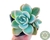 SUCULENTA GRAPTOVERIA FANTOME POTE 7