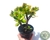 CRASSULA OVATA "JADE" POTE 11