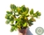 CRASSULA OVATA "JADE" POTE 11 - comprar online